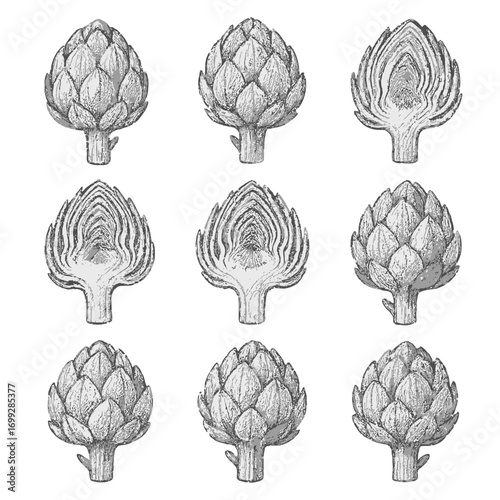 Detailed pencil sketch set of artichoke illustrations on gradient background