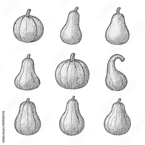 Detailed hand drawn collection of various gourds and pumpkins on a grayscale background