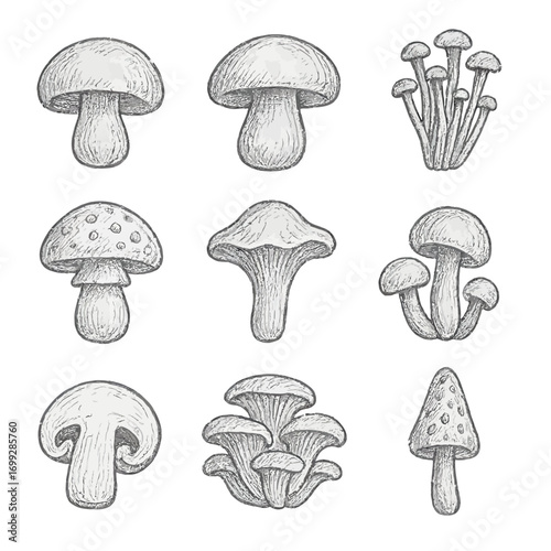 Hand drawn sketch of various mushrooms on grayscale background