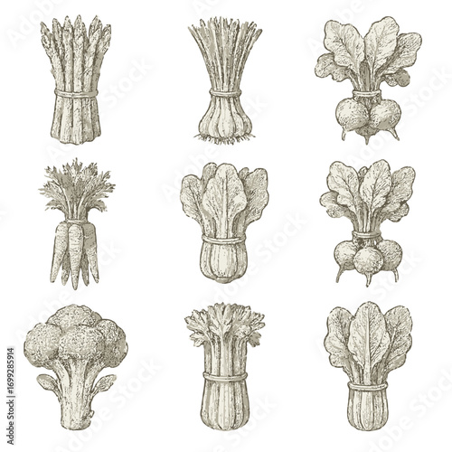 Detailed engraved vegetables collection on vintage background