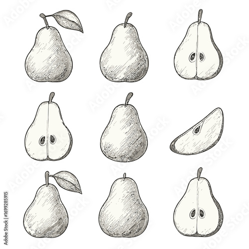 Hand drawn pears collection featuring whole and sliced variations in detailed sketch