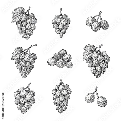 Hand drawn vintage grapes collection on grayscale background