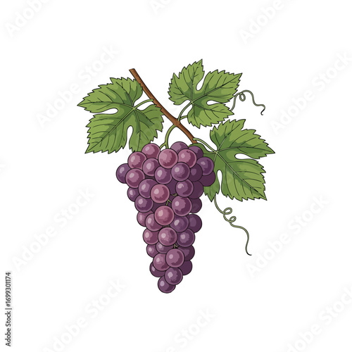 Vivid Violet Vine Fruit Drawing. This exquisite illustration displays a plump grape cluster with fresh green foliage. It evokes the essence of a plentiful harvest and natural well-being.