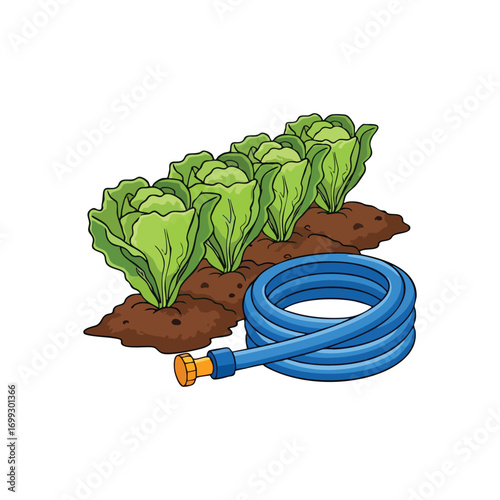 Vibrant Lettuce Patch and Garden Hose. Cartoon illustration of a neat row of verdant crops with a coiled blue irrigation pipe. Symbolizes agricultural care and abundant, wholesome harvest.