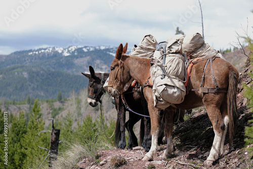 Valokuva Pack Mules on Whiskey Ridge in Bob Marshall Wilderness in Montana