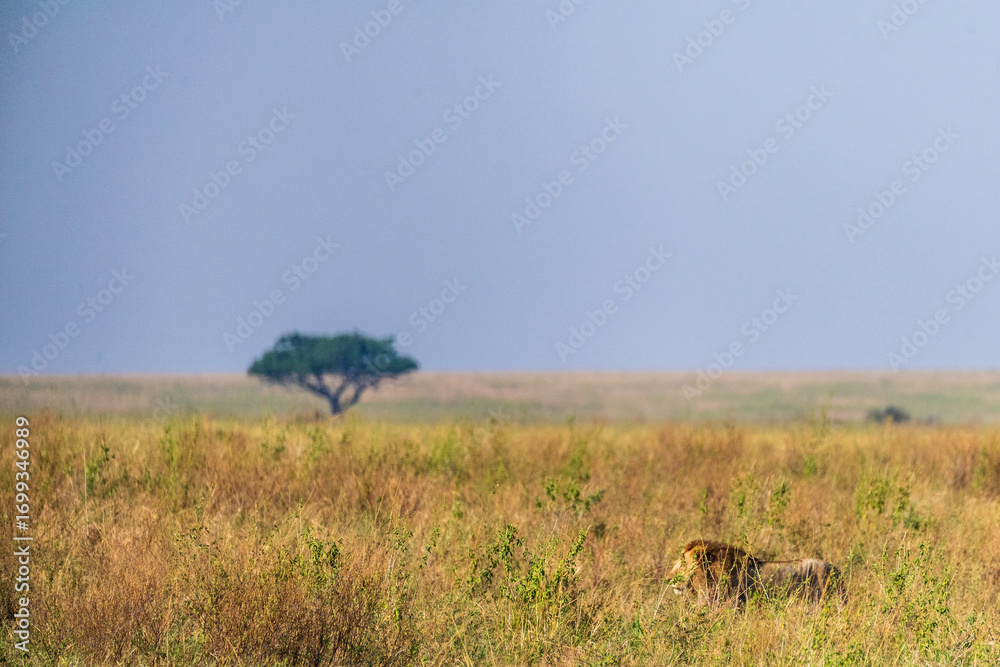 Naklejka premium Close encounter with a male lion -Panthera Leo- that is walking across the plains of the Serengeti, Tanzania.
