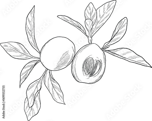 marula loquat fruit marula fruit botanical sketch illustration