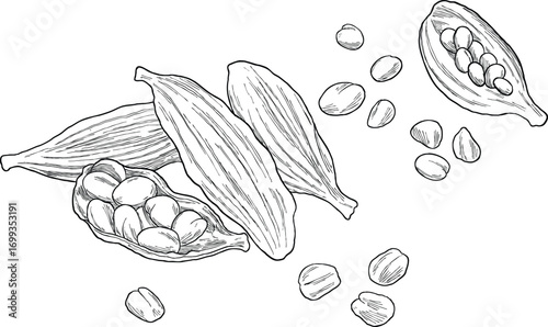 cardamom nut botanical sketch illustration