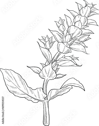 clary sage plant botanical sketch illustration