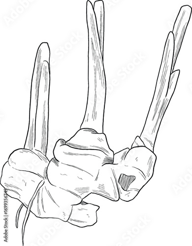 galangal root botanical sketch illustration