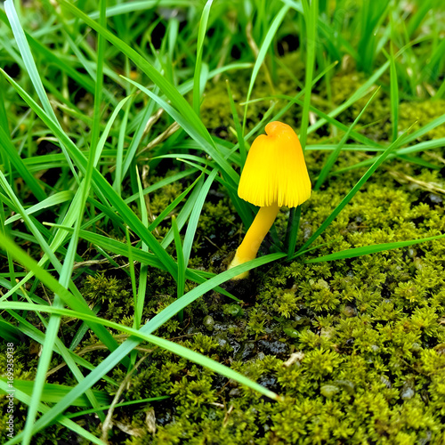 A single small yellow mushroom with a peaked cap in a grassy field. The poisonous fresh fungi plant is growing among green grass and wet moss on the ground. The mushroom's cap is tipped over.