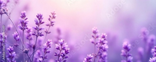 Soft, dreamy lavender-hued image perfect for backgrounds, websites, or design projects Subtle texture adds depth and visual interest Ideal for calming, serene aesthetics , serene, bright