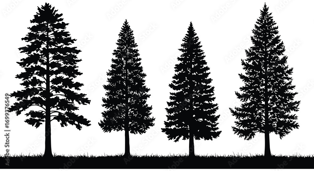 Obraz premium four tall pine trees standing together in silhouette