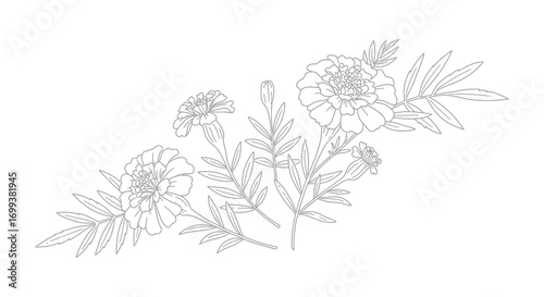 delicate floral sketch with marigold blossoms and slender leaves