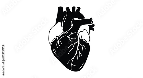 a detailed illustration of human heart anatomy