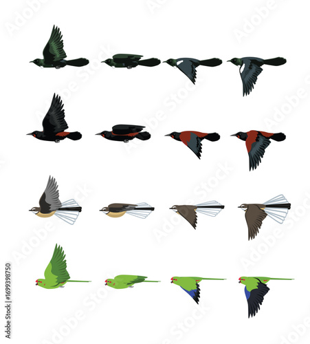 Bird Flying New Zealand Tui Saddleback Fantail Parakeet Set Cartoon Vector
