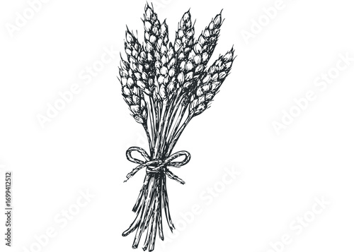 Hand drawn wheat stalks tied with twine,. Vector hand drawn illustration