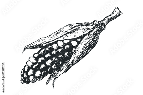 Sketch of a corn cob with husks tied with string on a transparent background. Vector hand drawn illustration