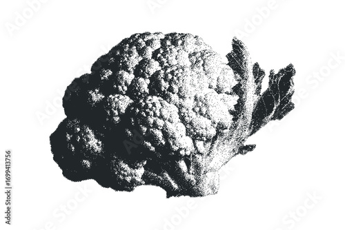 Textured broccoli florets with stems on transparent. Vector hand drawn illustration