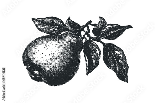 Textured Pear on Branch with Leaves. Vector hand drawn illustration