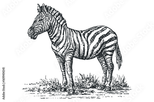 Sketch of a zebra standing on grass image. Vector hand drawn illustration