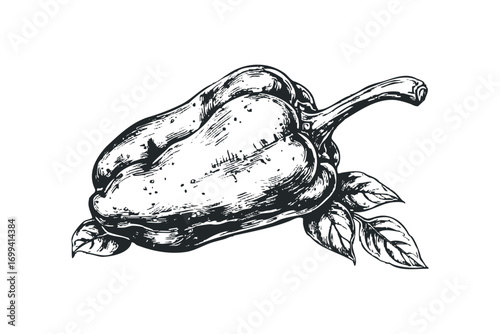 Sketch of Bell Pepper with Leaves on Transparent. Vector hand drawn illustration