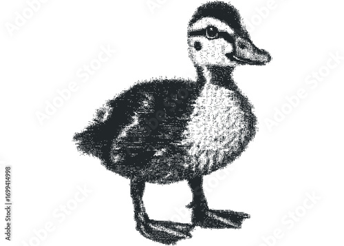 Cute duckling standing on transparent background,. Vector hand drawn illustration