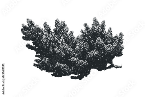 Textured evergreen shrub foliage on transparent background. Vector hand drawn illustration