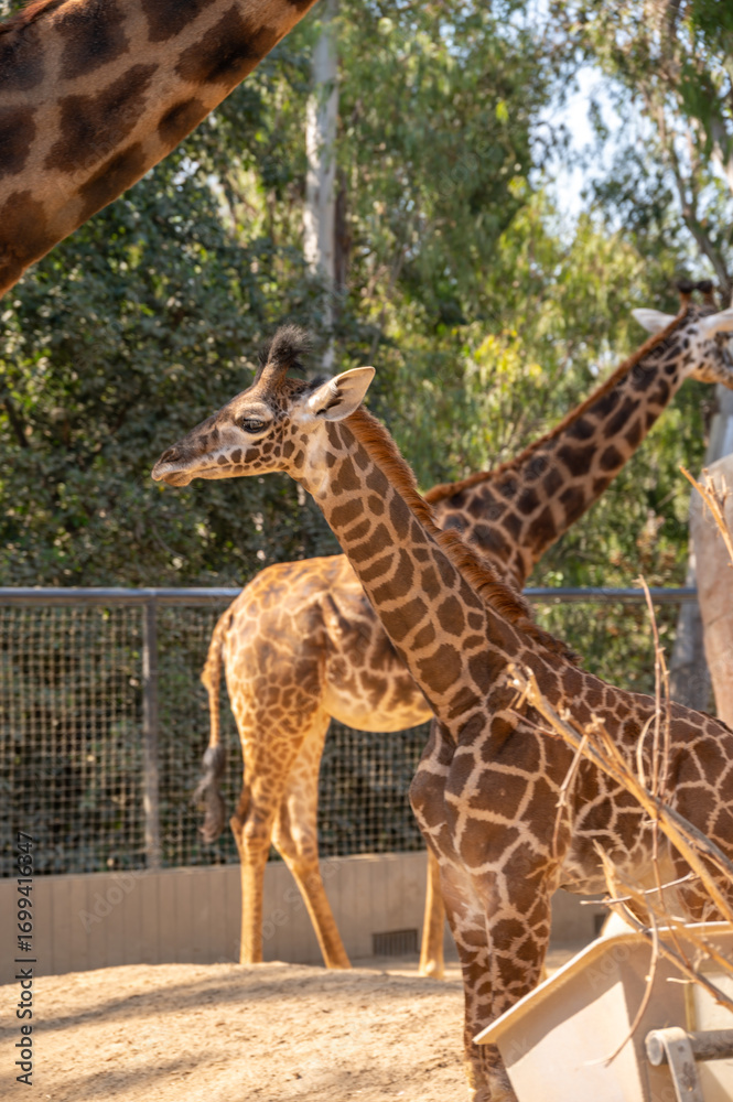 Obraz premium Baby giraffe and Giraffes a a zoo.