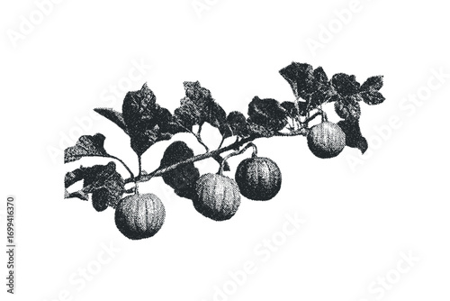Black and white textured branch with ripe fruits on transparent background. Vector hand drawn illustration