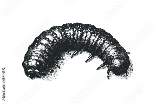 Grub insect on transparent background. Vector hand drawn illustration