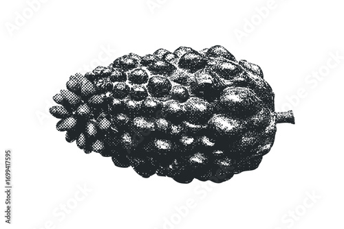 Textured cluster of fruit with transparent background. Vector hand drawn illustration