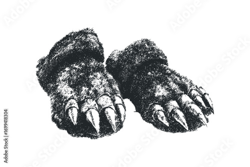 Textured drawing of bear paws with sharp claws on transparent. Vector hand drawn illustration