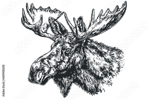 Black ink sketch of a majestic moose head with large antlers on a transparent background. Vector hand drawn illustration