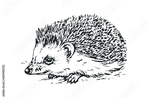 Pangolin creature sketch on transparent background. Vector hand drawn illustration