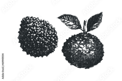 Textured fruit with leaves on transparent background. Vector hand drawn illustration