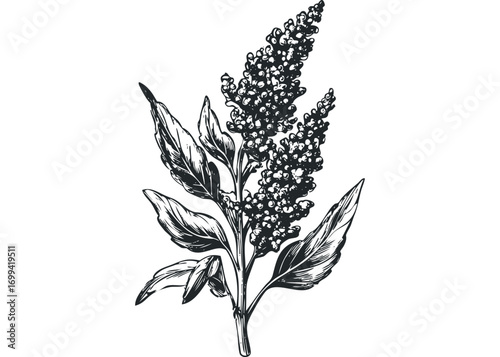 Branch with dense seeds and leaves on transparent background. Vector hand drawn illustration