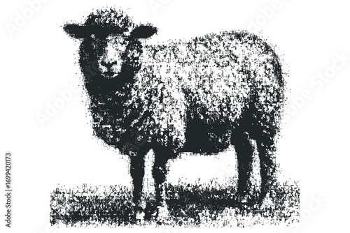Grayscale textured wool sheep standing on grass. Vector hand drawn illustration