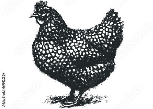 Textured chicken with isolated outline. Vector hand drawn illustration