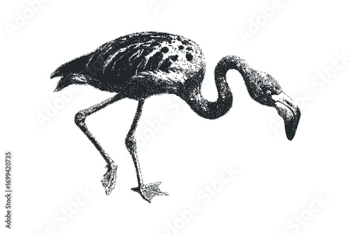 Grayscale textured flamingo in a bent neck pose isolated on transparent background. Vector hand drawn illustration