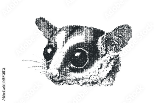 Close-up portrait of a sugar glider animal head, textured halftone dot effect, isolated on white. Vector hand drawn illustration