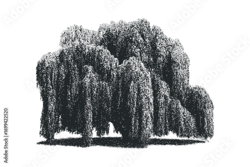 Textured Weeping Willow Tree Isolated on White. Vector hand drawn illustration