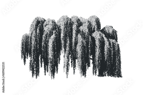 Stippled weeping willow tree with cascading branches. Vector hand drawn illustration