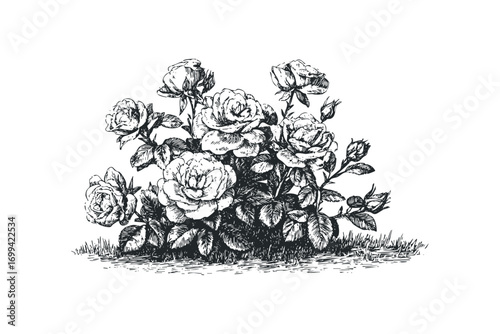 Line drawing of a rose bush with buds and blooming flowers on a white background. Vector hand drawn illustration