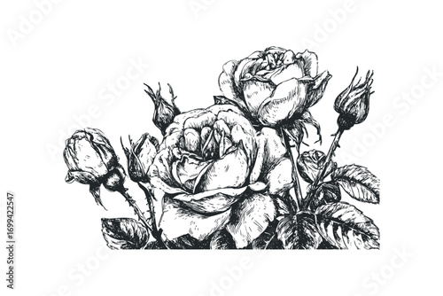 Hand drawn sketch of blooming roses and buds on transparent background. Vector hand drawn illustration