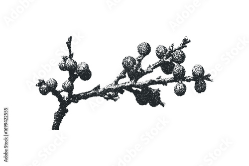 Textured branch with seed pods on transparent background. Vector hand drawn illustration