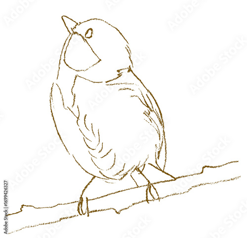 Fotografie 見上げるシジュウカラ(線画) Japanese Tit Looking Up(Drawing)