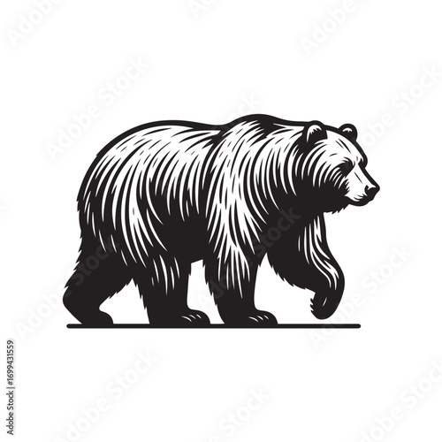 brown bear vector illustration
