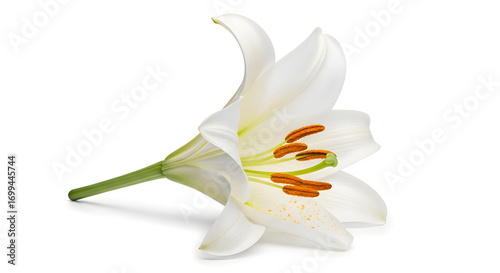 Elegant White Lily Blossom Isolated on White Background for Floral Designs and Botanical Illustrations for Decoration and Symbolism