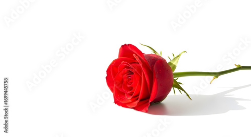 Elegant Single Red Rose on a Clean White Background, Ideal for Valentine's Day Greetings, Romantic Occasions, or Botanical Studies to Convey Beauty and Love.